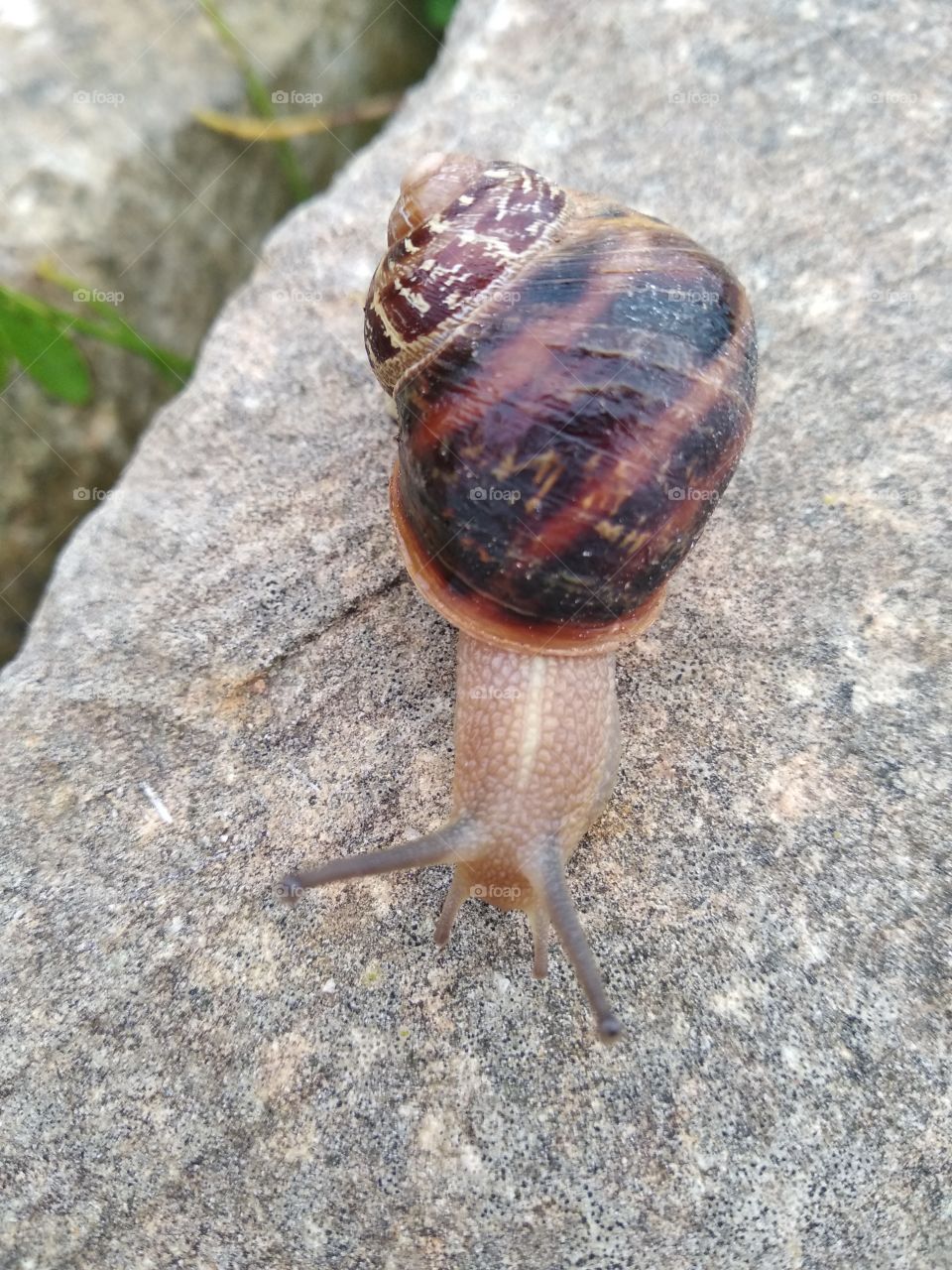 Snail