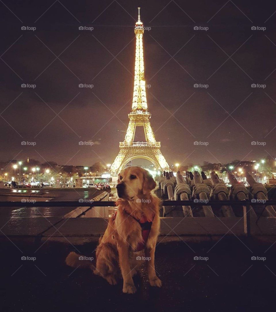 Dog in front of the Eiffel tower at night.
