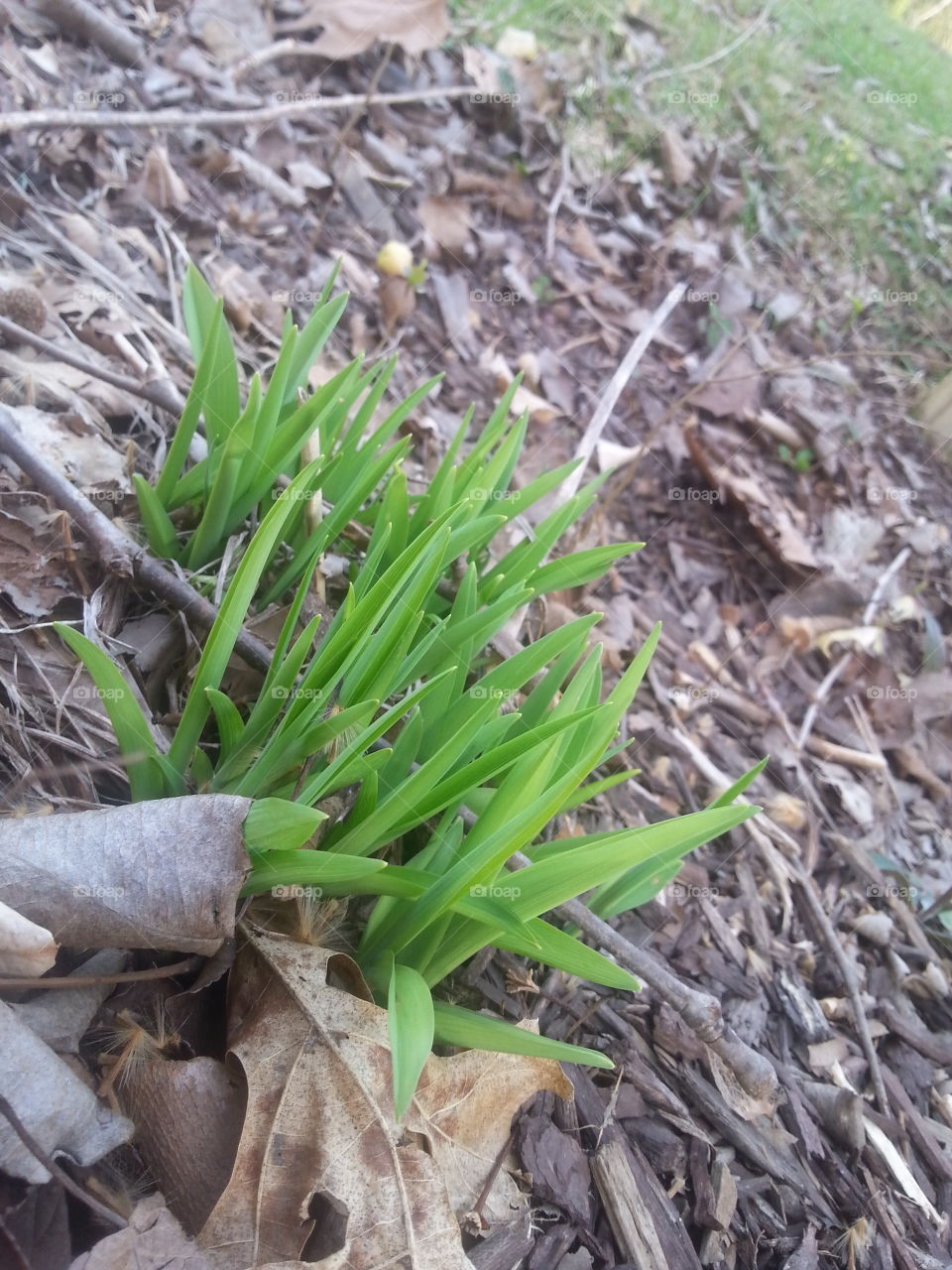 Burst of Spring