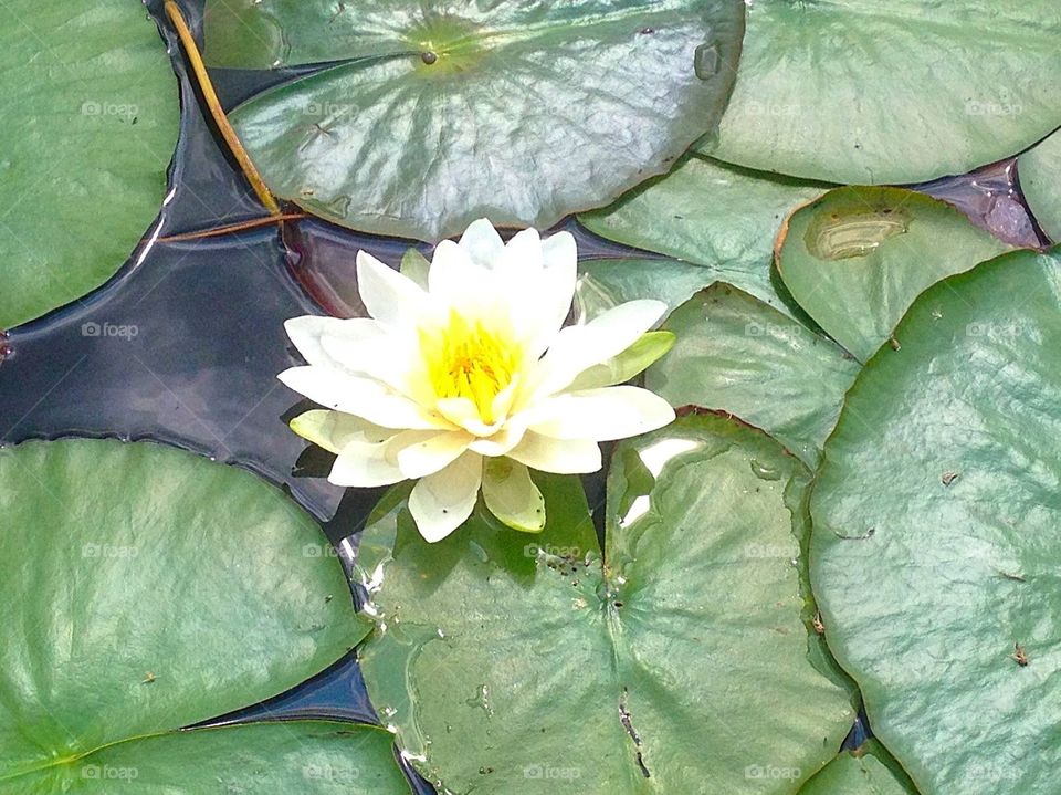 Water lily 
