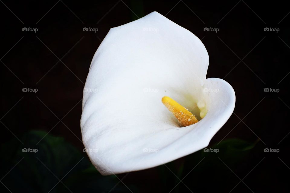 White flower against a black background