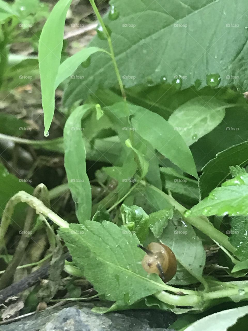 Snail out for a stroll!