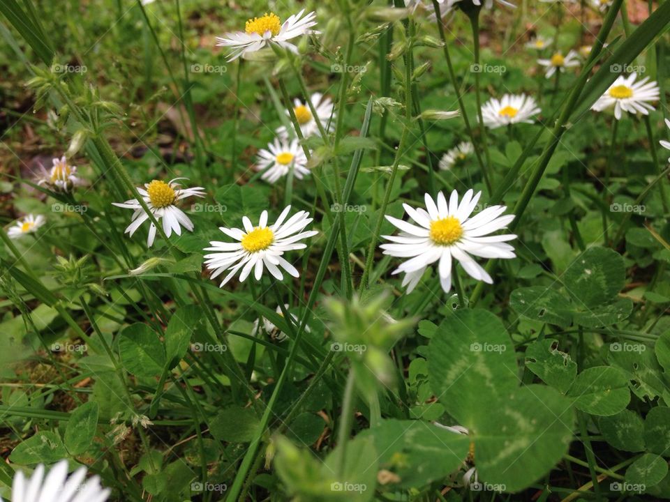 Daisies 