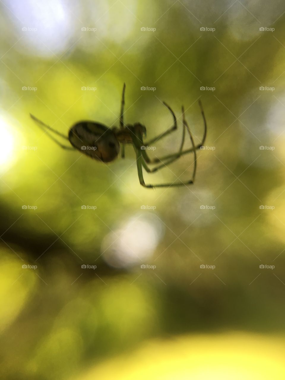 Spider 
