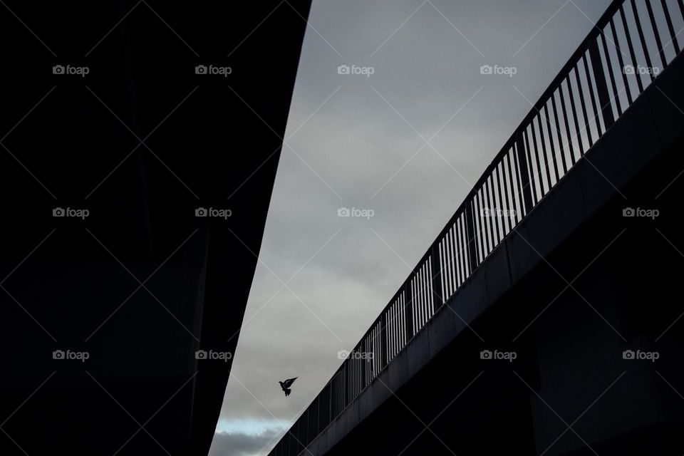 Minimalist Bird Between Two Bridges