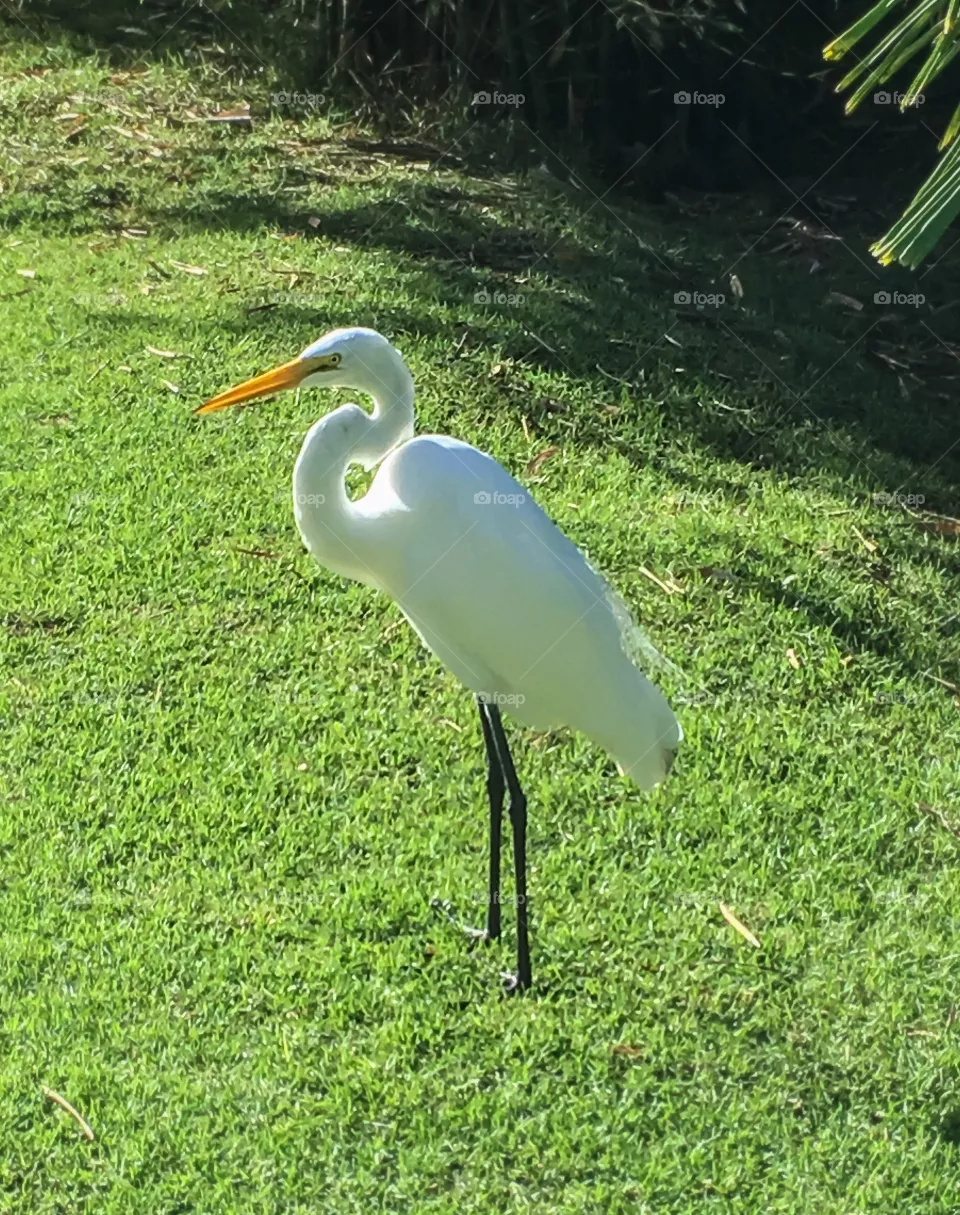 Solitary egret hanging out in a resort garden area.  He was content just standing there in the sunshine. 