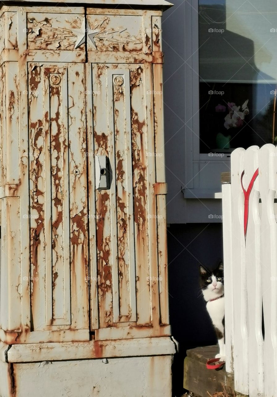 Cat and a rusty cabinet