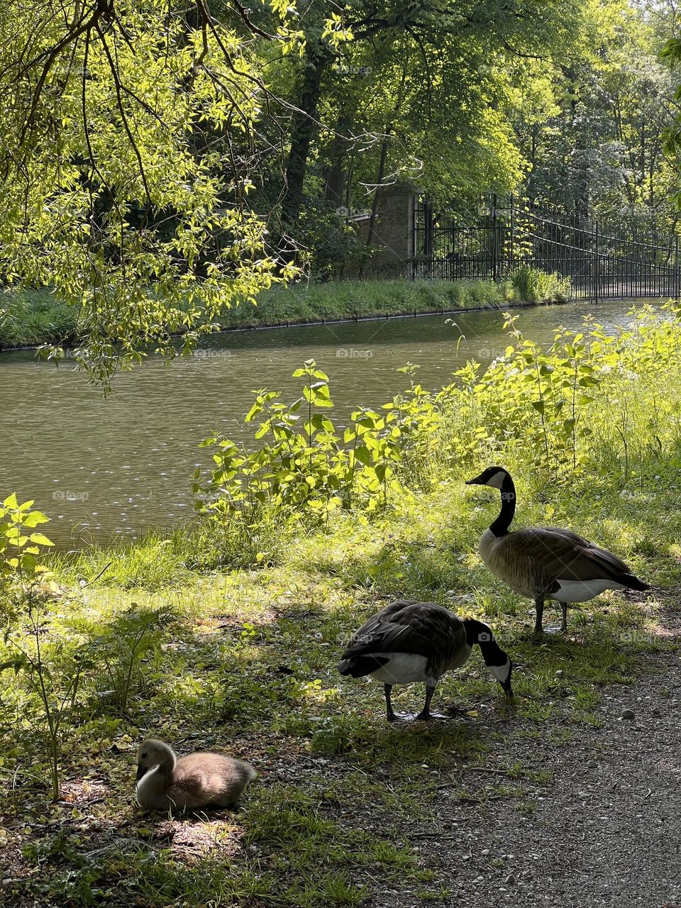 Geese family. Three geese – two adults and one fluffy baby