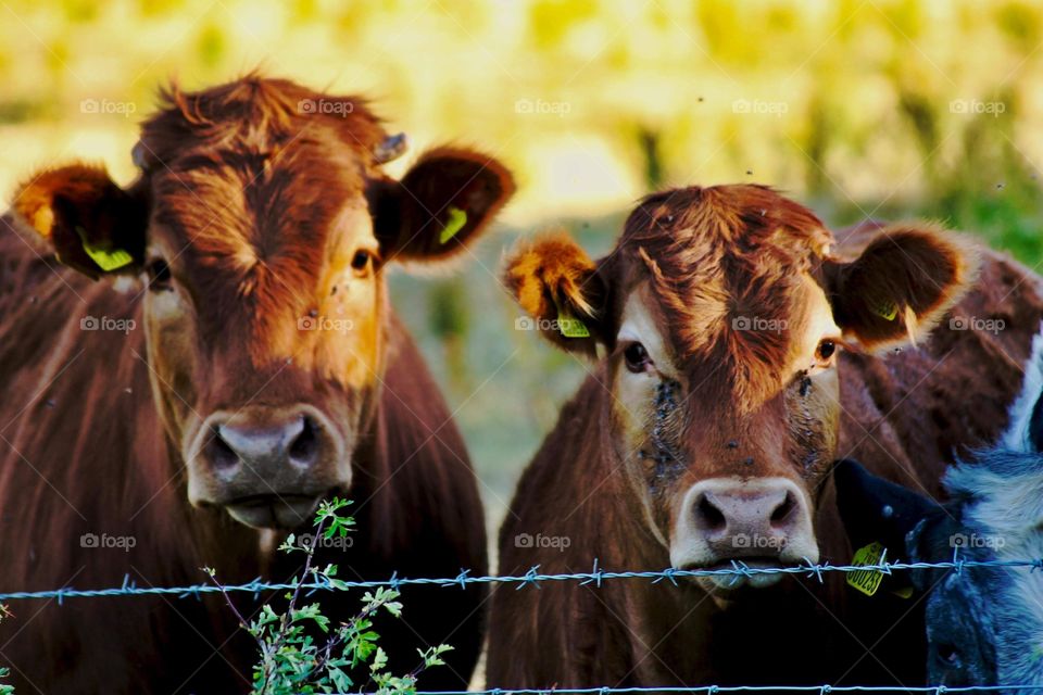Saw these cows staring at me today, Just had to take a picture of the buggers! It can be used as a wallpaper for a computer or mobile, I have tried it out myself as a wallpaper and it looks brilliant! Highly recommend and really cheap!