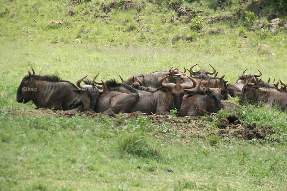 Wildebeests laying down on a cold day