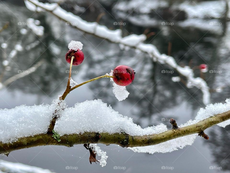 Deep red berries frozen in overnight snow ❄️