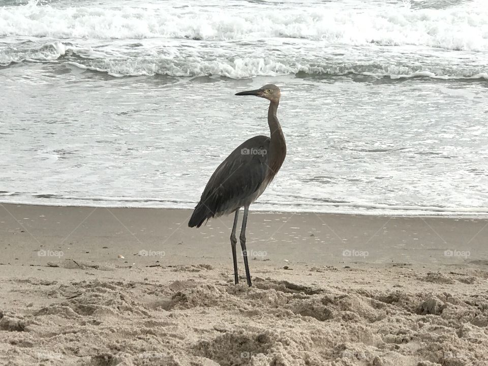 A crane hung out with us while surf fishing catching his own 