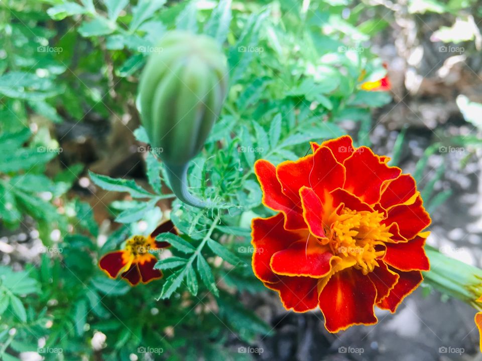 Летние краски