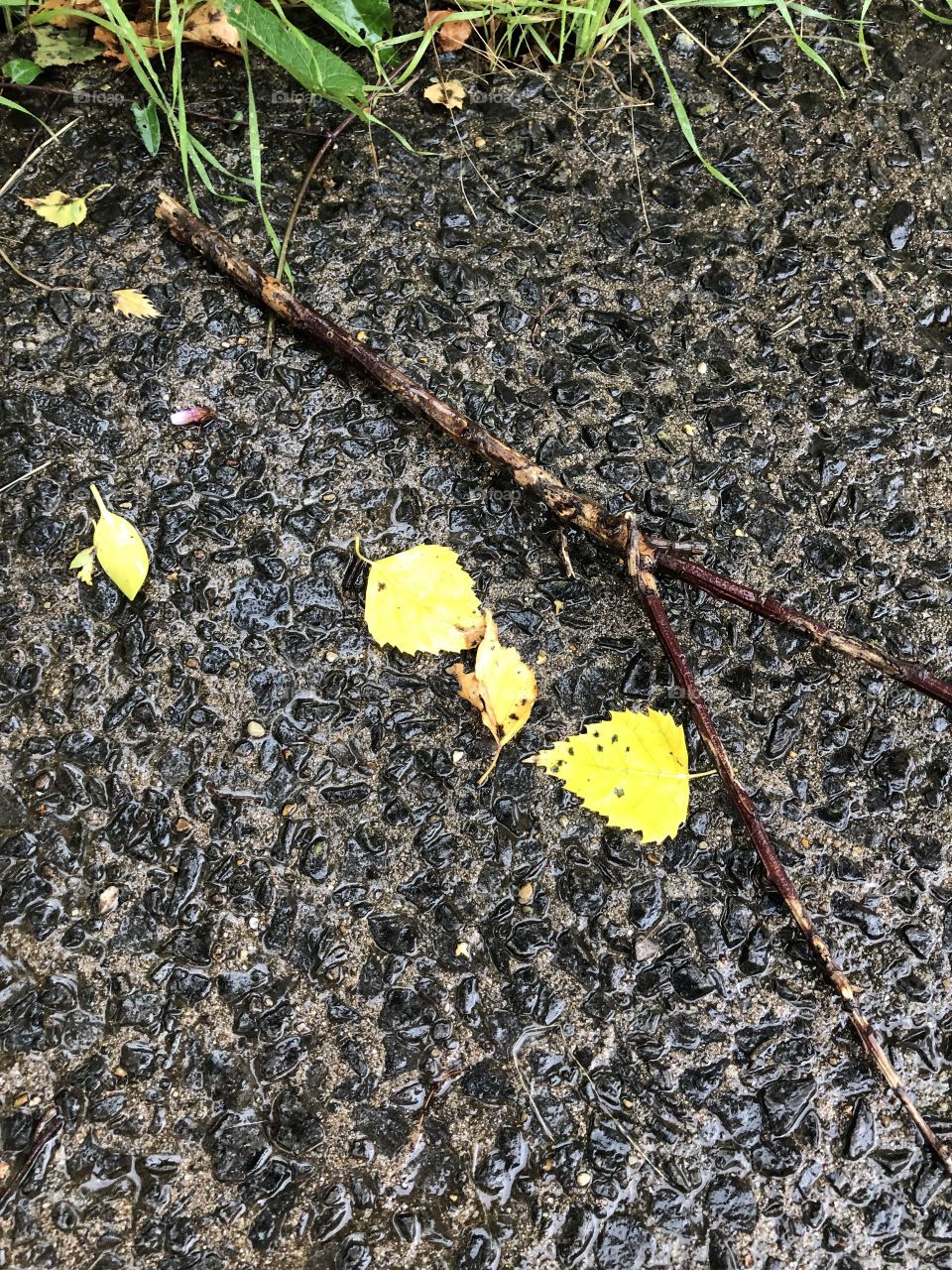 Leaves and branches falling 