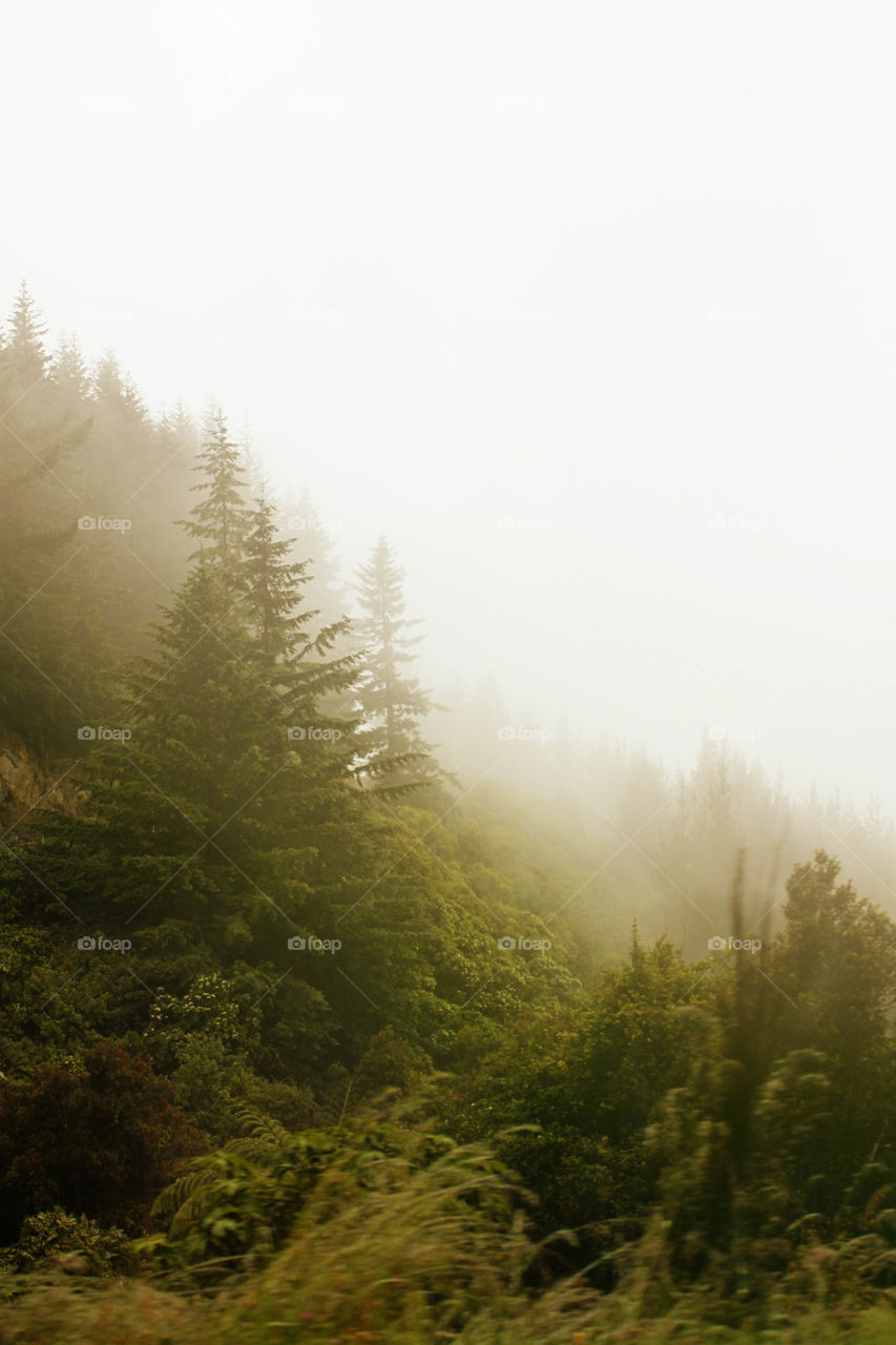 Scenic view of a trees against sky