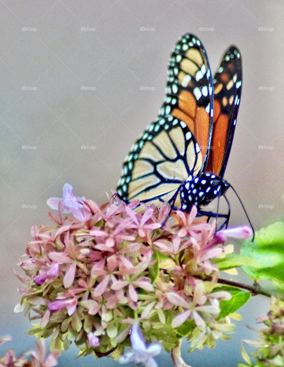 Butterfly feeding on succulent pink flower pollen 🌸