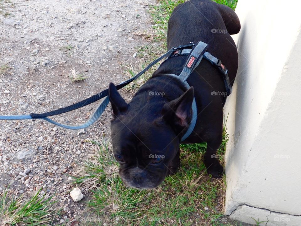 Walking the dog in the park