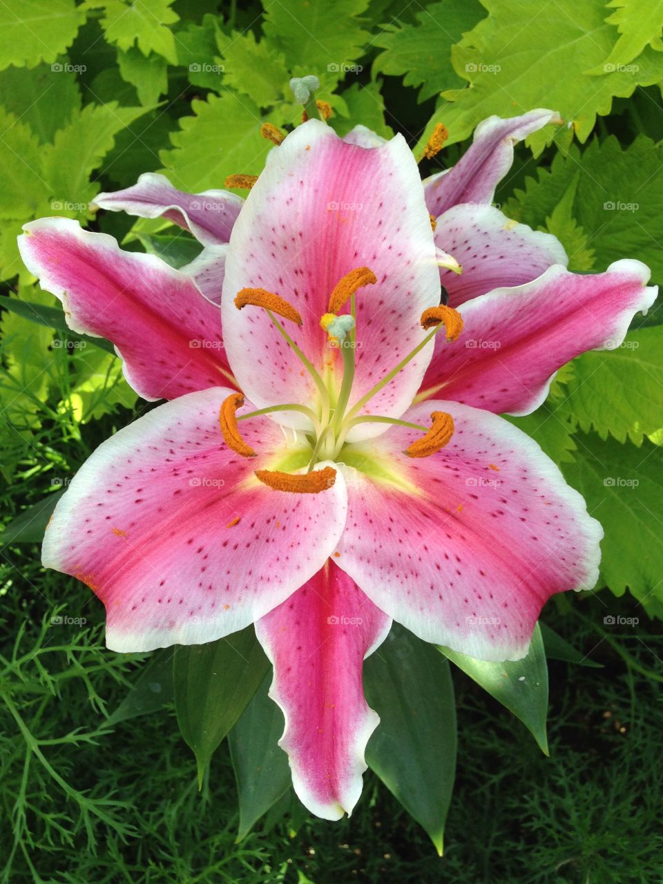 Pink Lily
