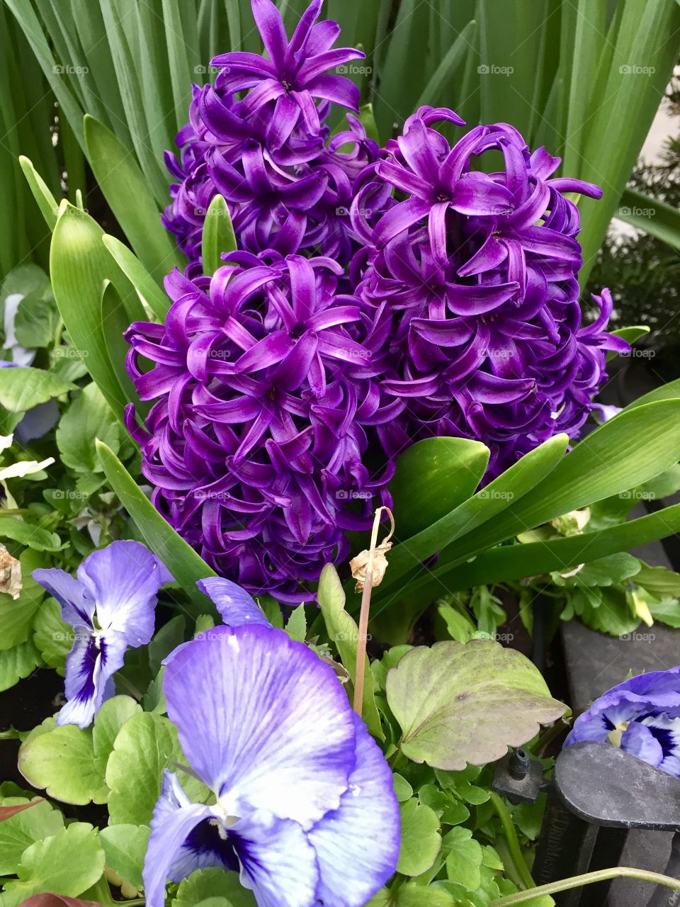 Purple hyacinth and pansies