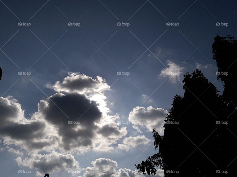 Cloudy sky with dark bamboo tree