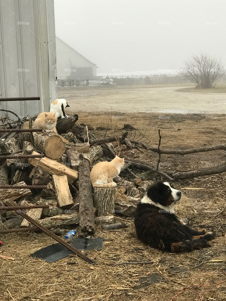 Pets on the farm