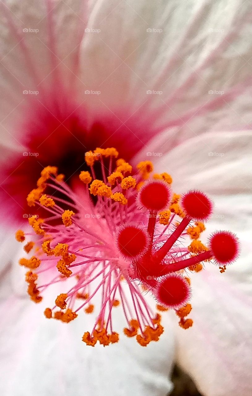 Hibiscus rosa-sinensis