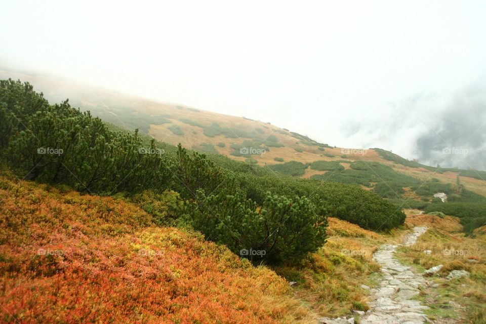 Awesome trail in mountains next to colourful berries bushes in autumn