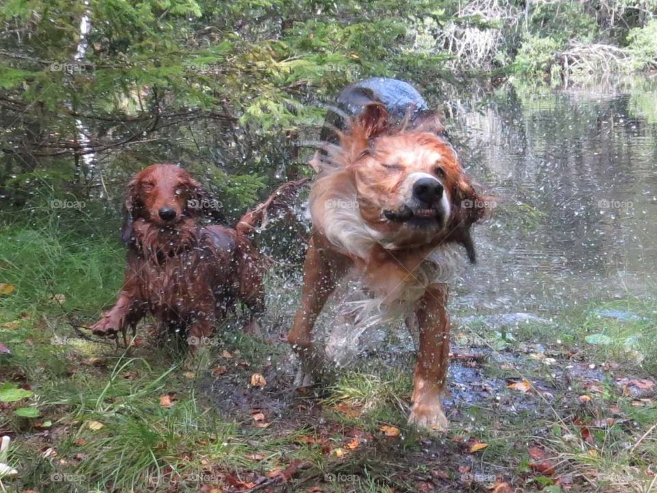 Wet dogs