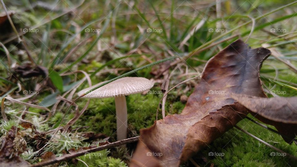 Autumn Mushrooms