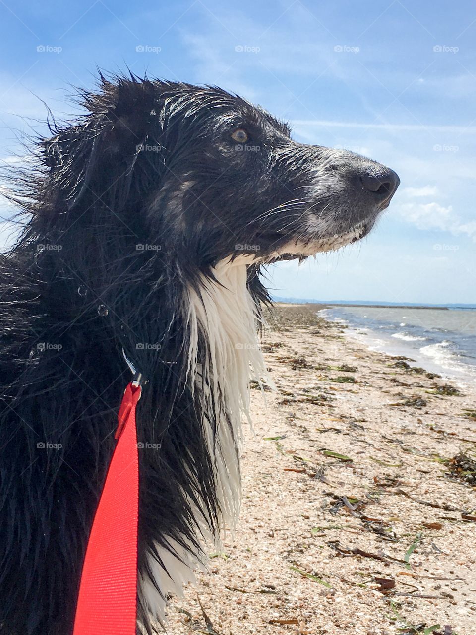 Border collie sheepdog on red leash making a quick stop to gaze at the ocean 