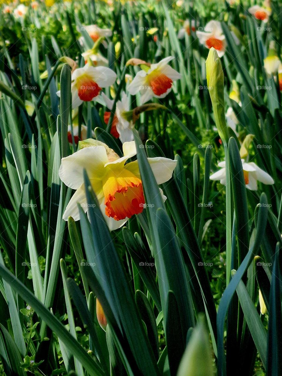 spring flowers