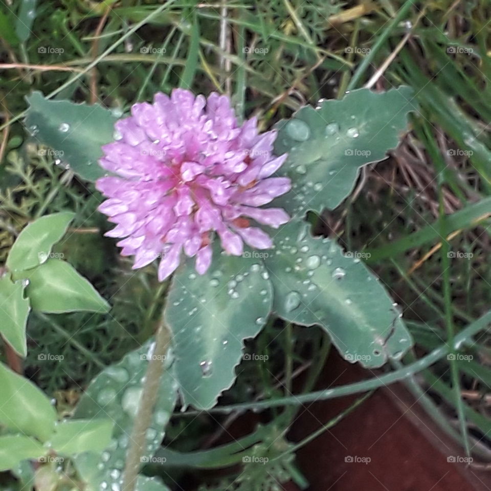 autumn meadow  - pink clover washed by rain