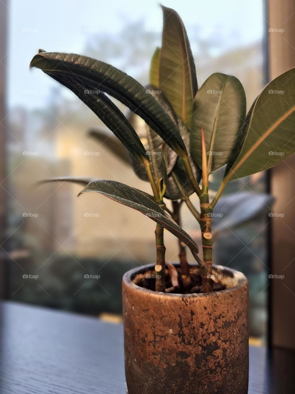 Plant by the office window in Central Hong Kong