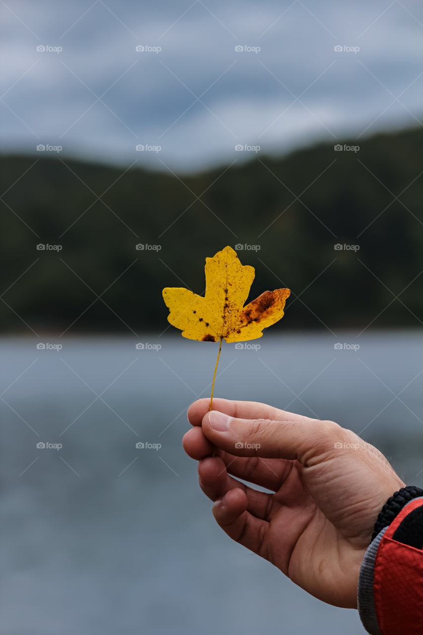 Close-up photo of hand holding a fallen leaf during autumn at the lake