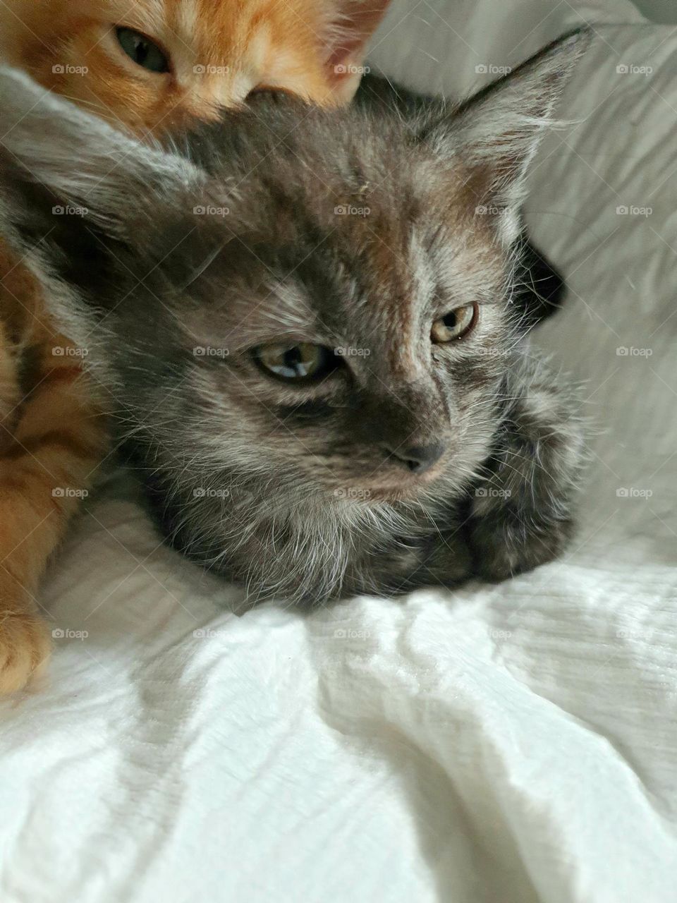 baby cat looking to find out the meaning of life