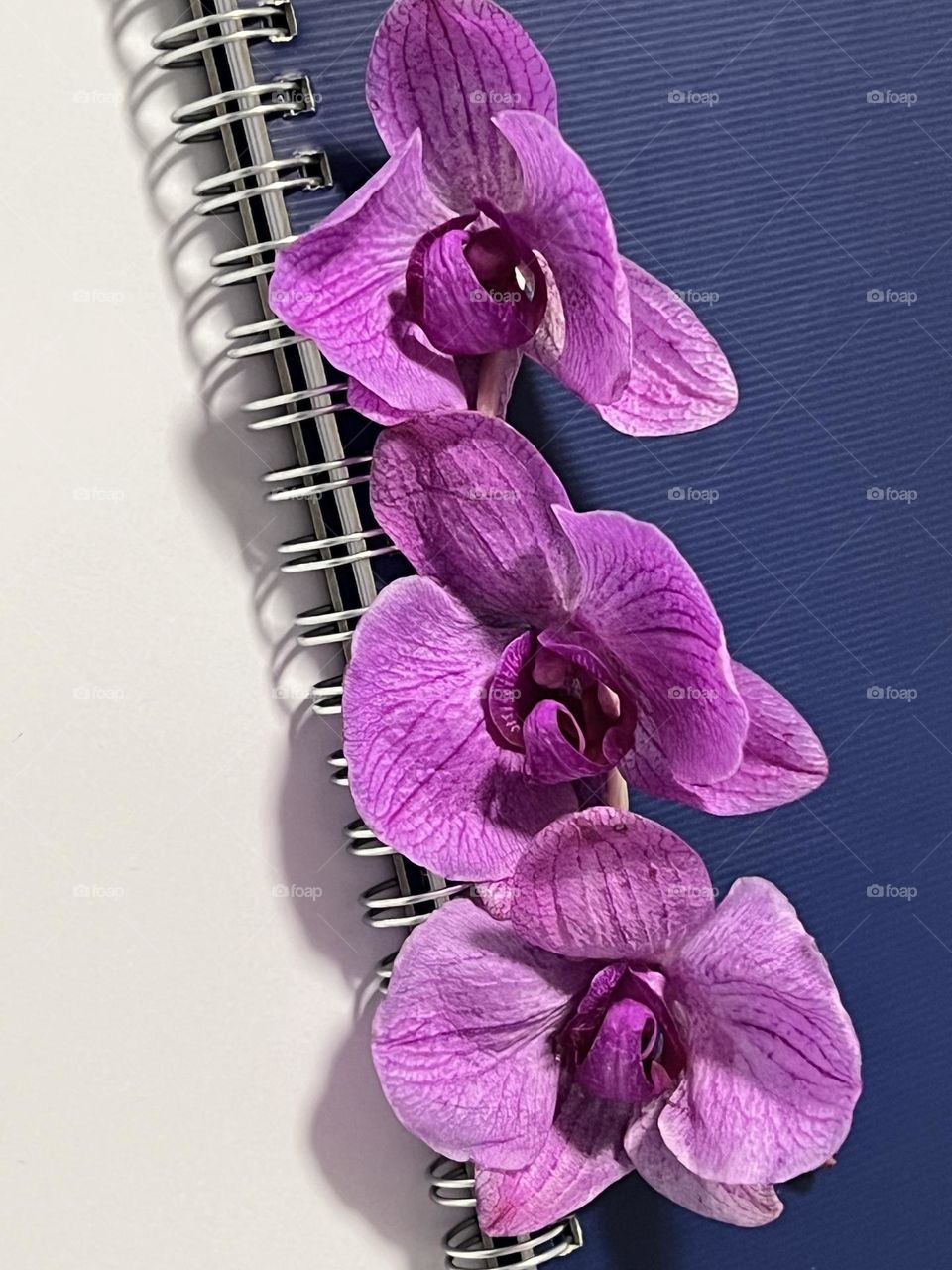 Purple orchids flower on a note book 