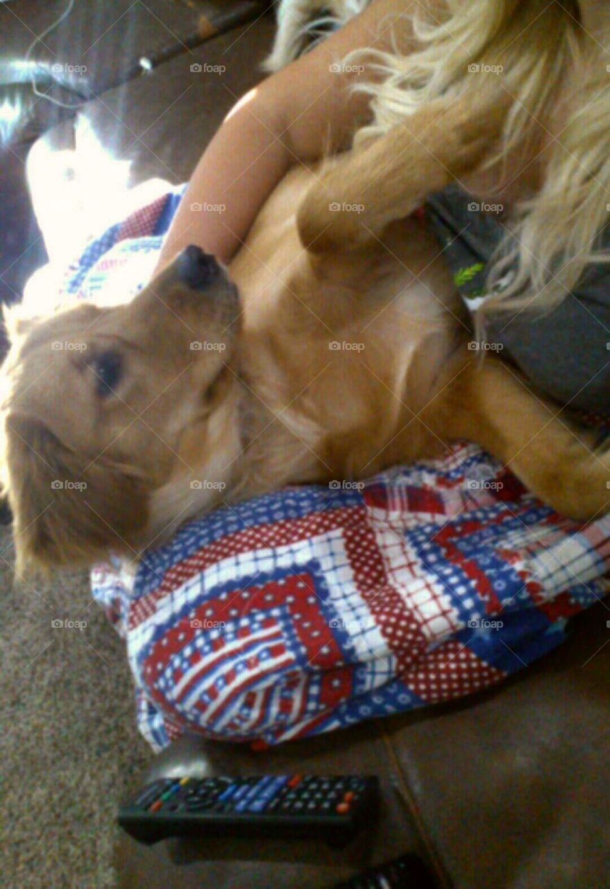 silly golden retreiver