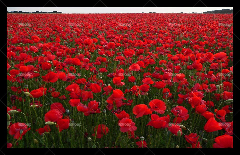 Red spring . Red flowers spring 