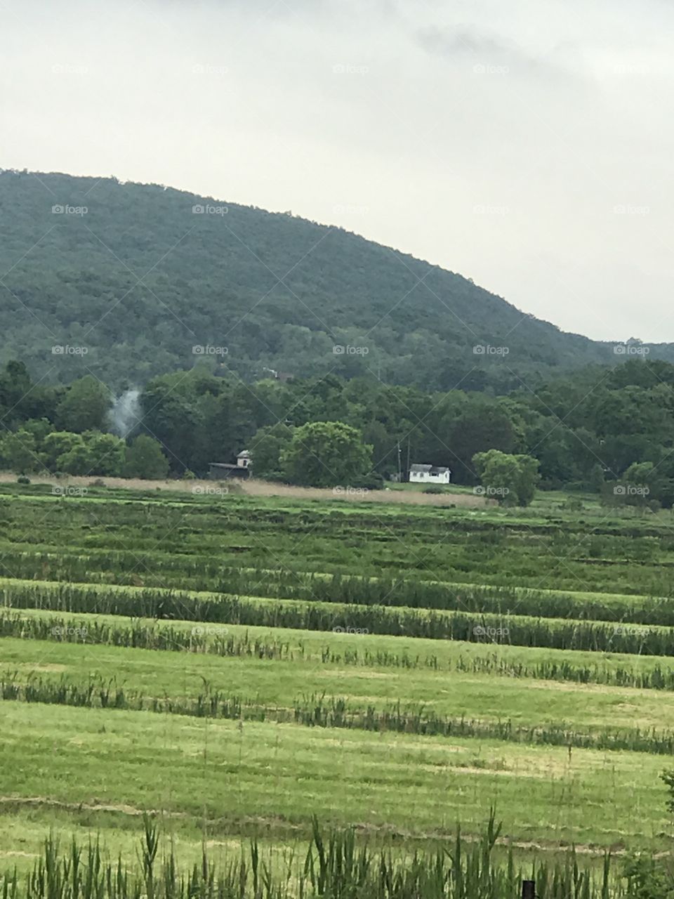 Farm view 