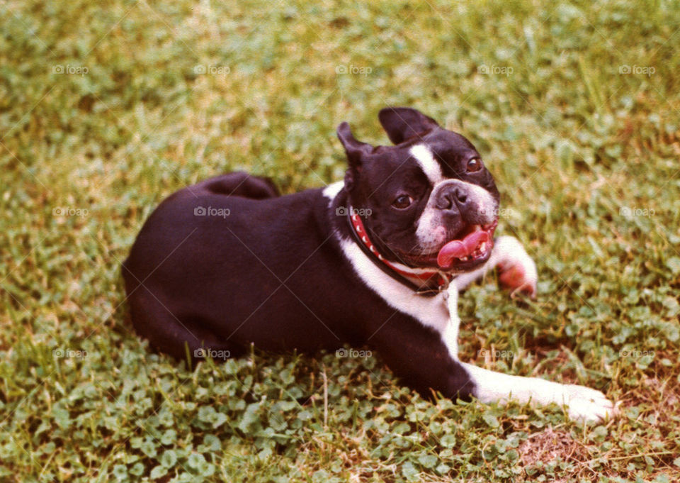 Boston Terrier