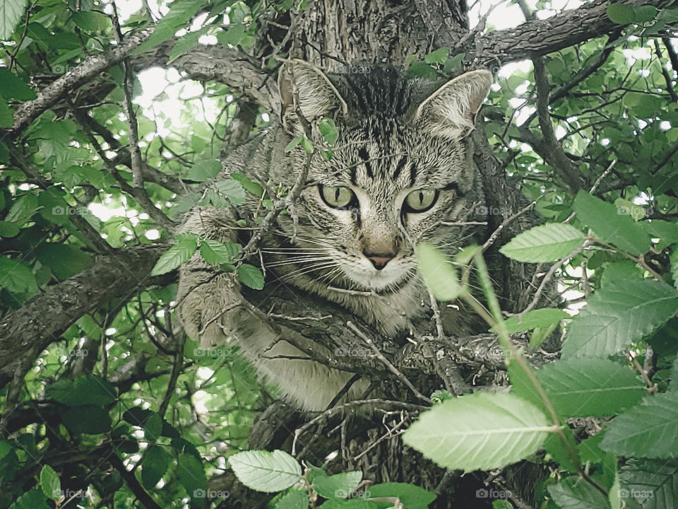 Tabby cat playing outside in a cedar elm tree