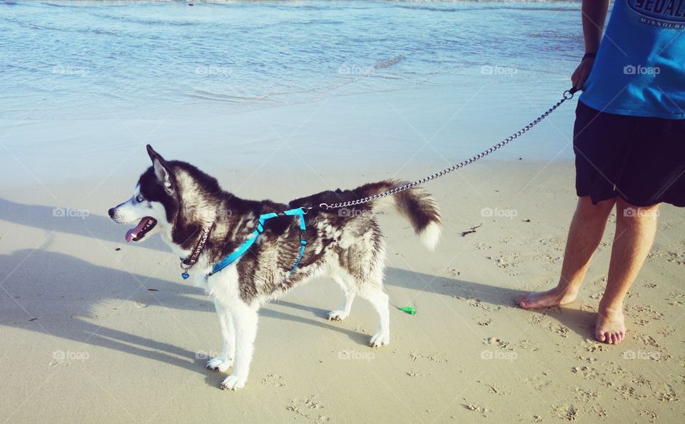 Husky on the beach