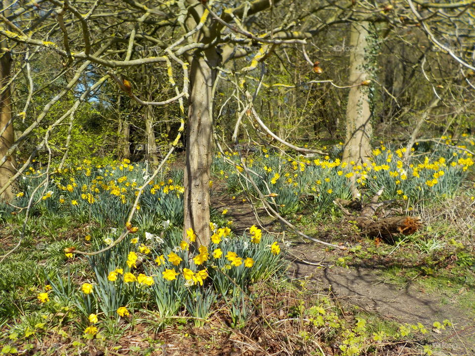 Bright Spring forest 