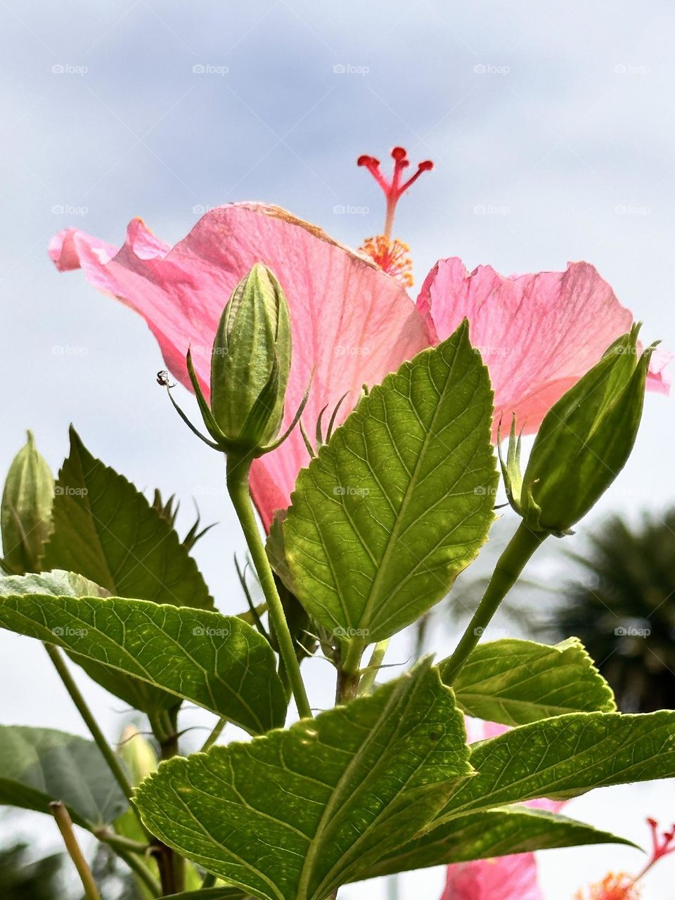 Pink hibiscus flower with buds and leaves against a bluish grey sky