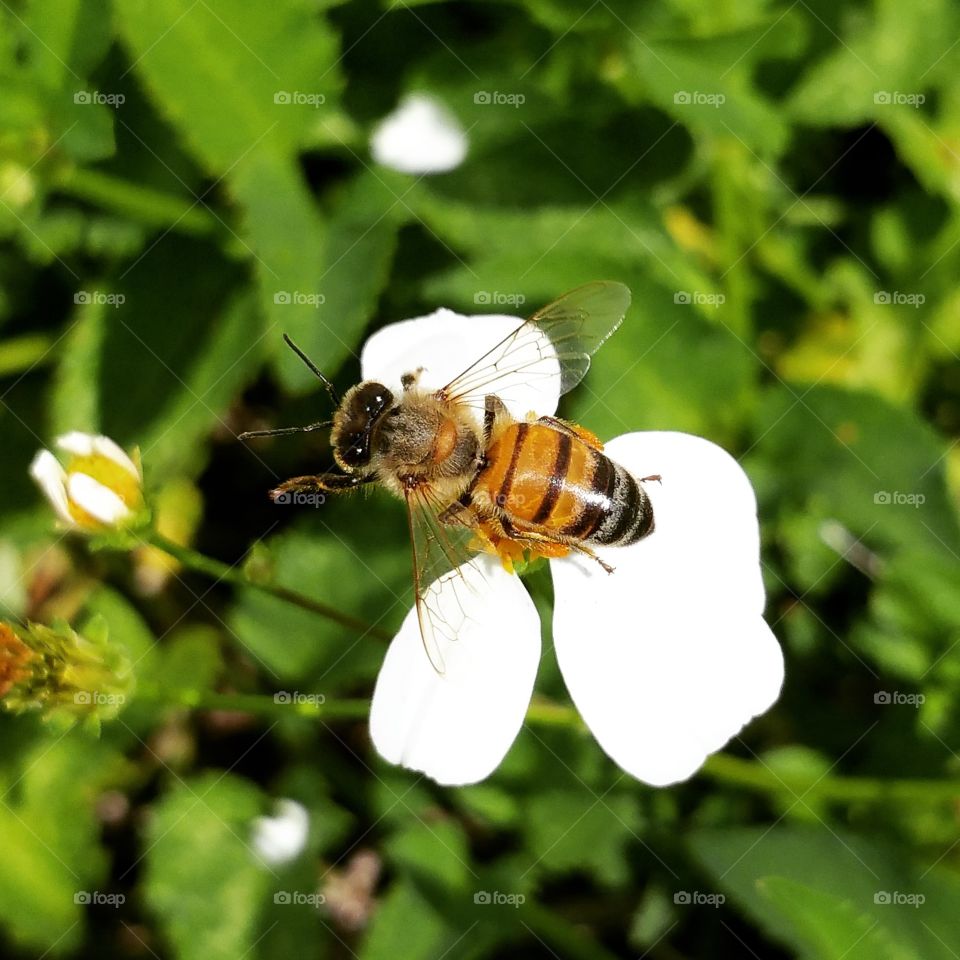 Very Close Flybee
