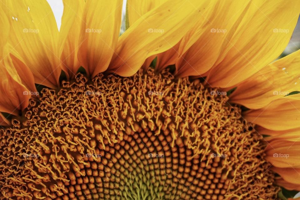 Sunflower close up 