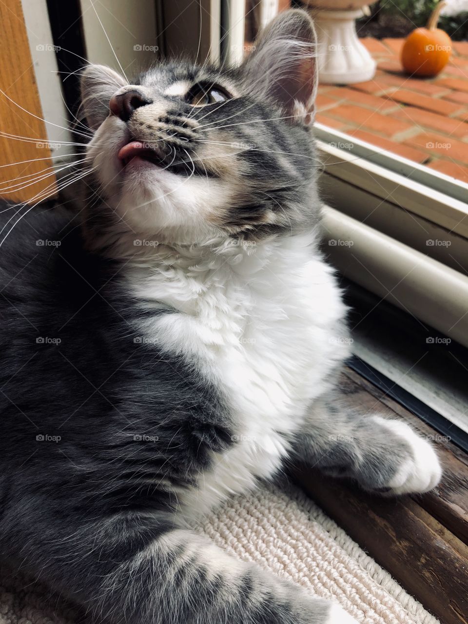 funny, young, fluffy kitten