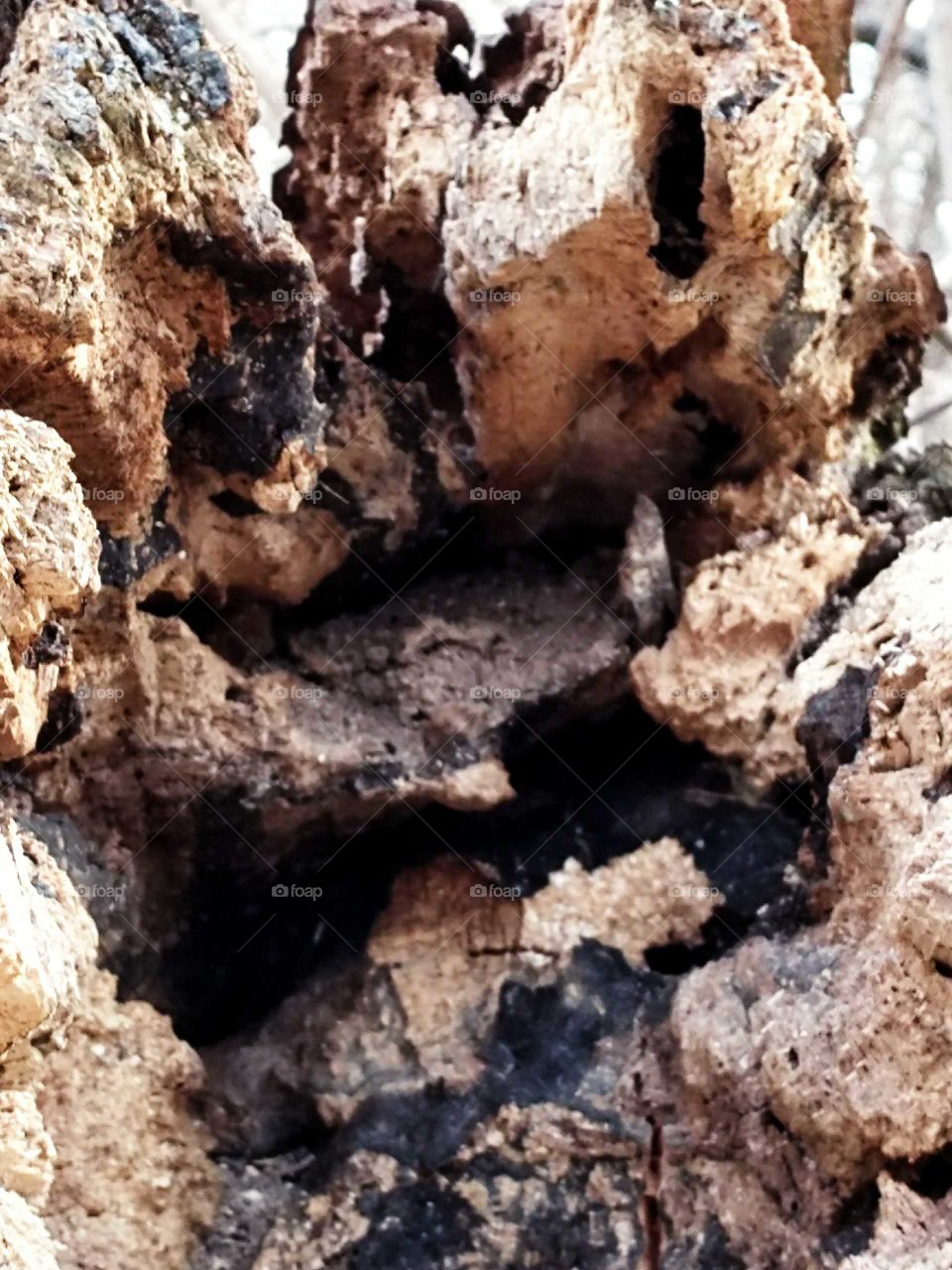 have to take a double take for this one it's an inside of the tree stump