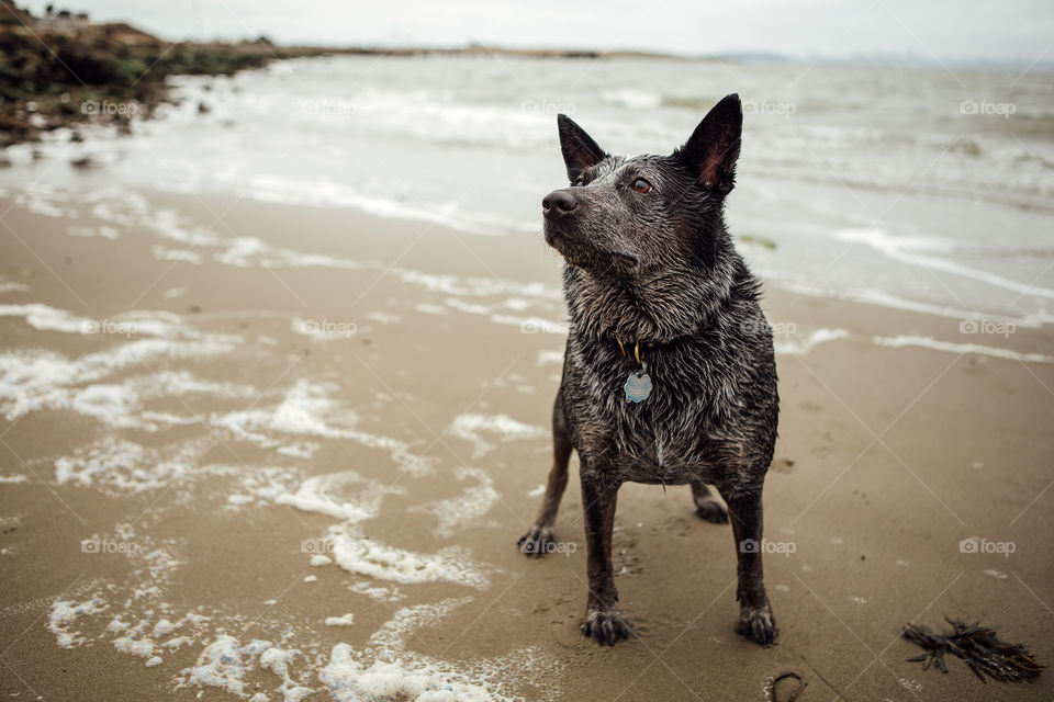 Dog at the beach