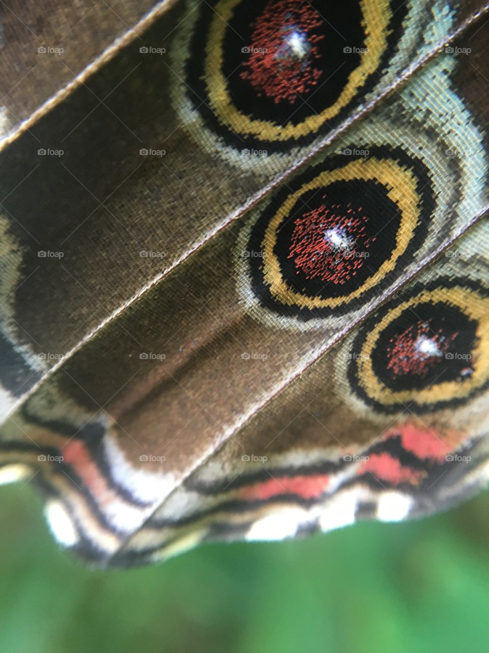 Butterfly scales